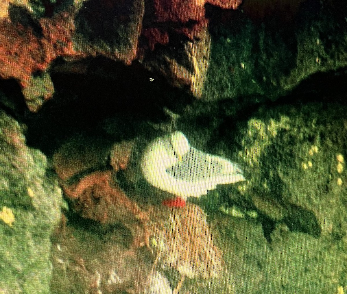 Red-legged Kittiwake - Pierre Howard