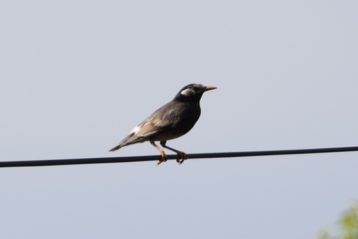 White-cheeked Starling - ML620554158