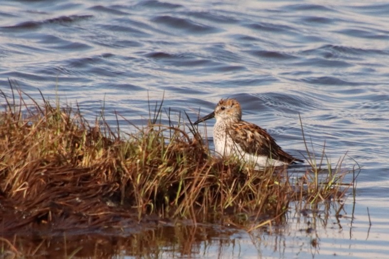 Bergstrandläufer - ML620554170