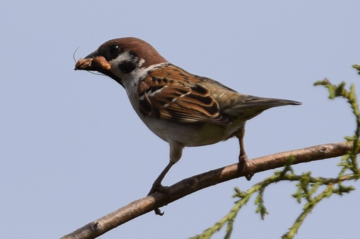 Eurasian Tree Sparrow - ML620554188