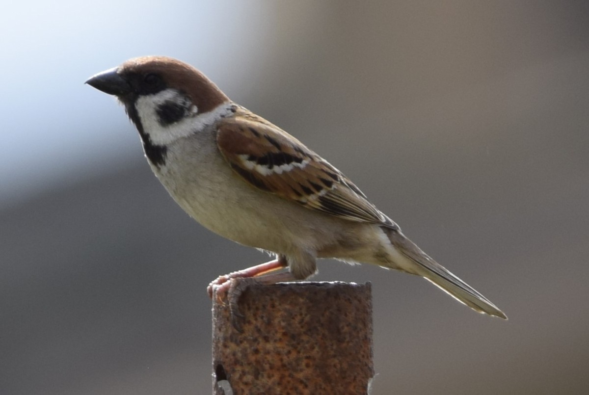 Eurasian Tree Sparrow - ML620554189