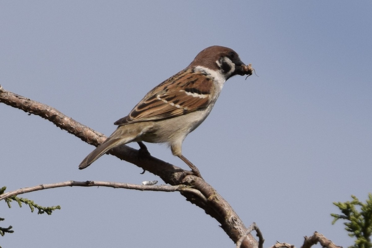 Eurasian Tree Sparrow - ML620554190