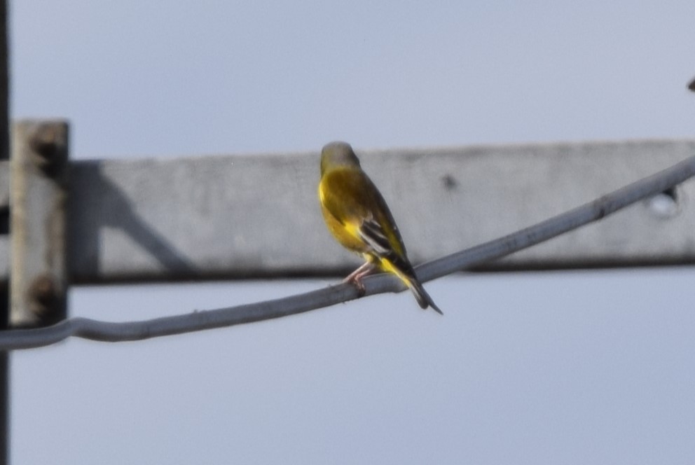 Oriental Greenfinch - ML620554193