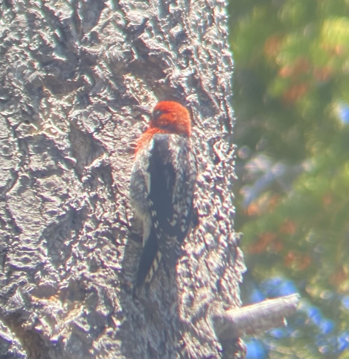 Red-breasted Sapsucker - ML620554201