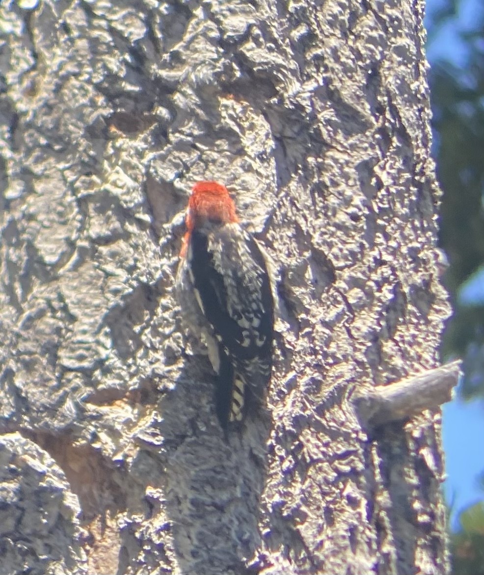 Red-breasted Sapsucker - ML620554202