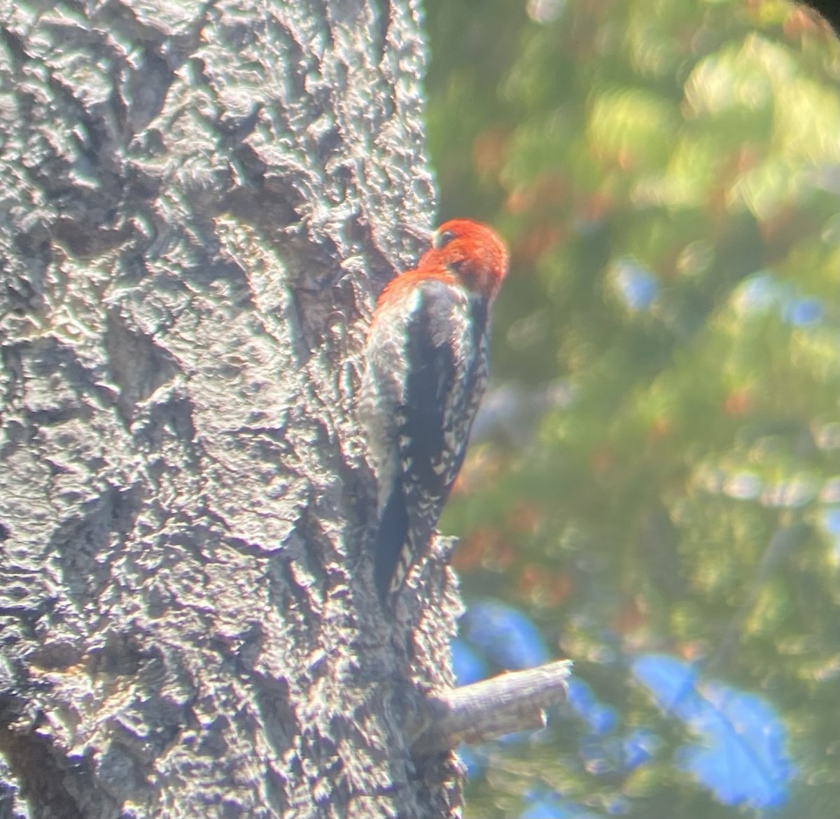 Red-breasted Sapsucker - ML620554203