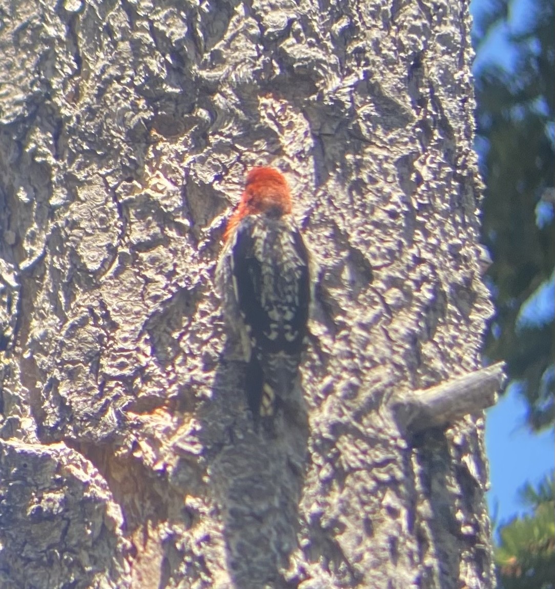 Red-breasted Sapsucker - ML620554204