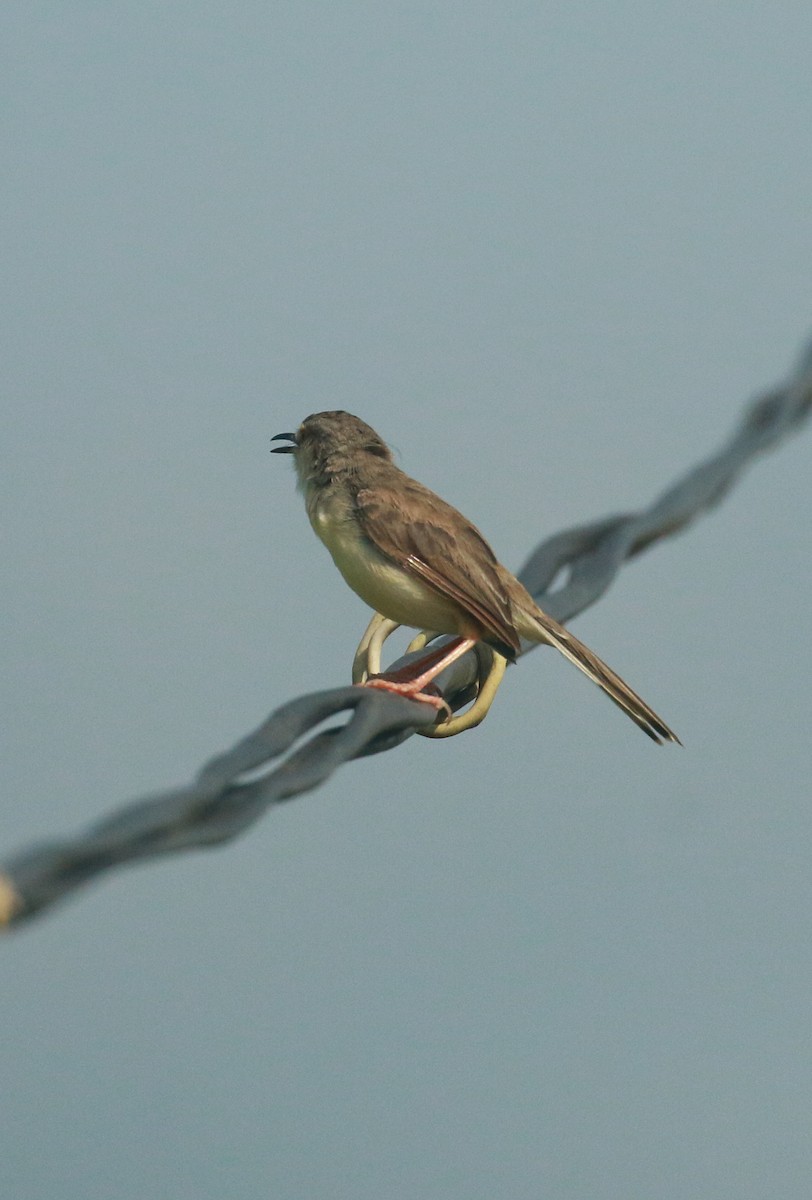 Plain Prinia - shino jacob koottanad