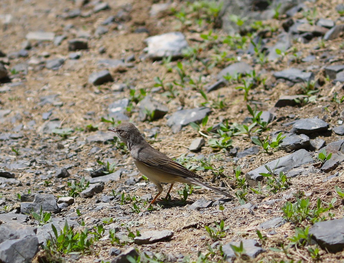 Greater Whitethroat - Rohan van Twest