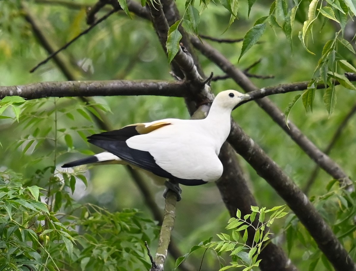 Pied Imperial-Pigeon - ML620554225