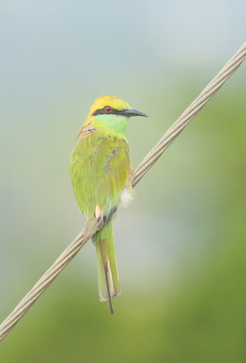 Asian Green Bee-eater - ML620554226