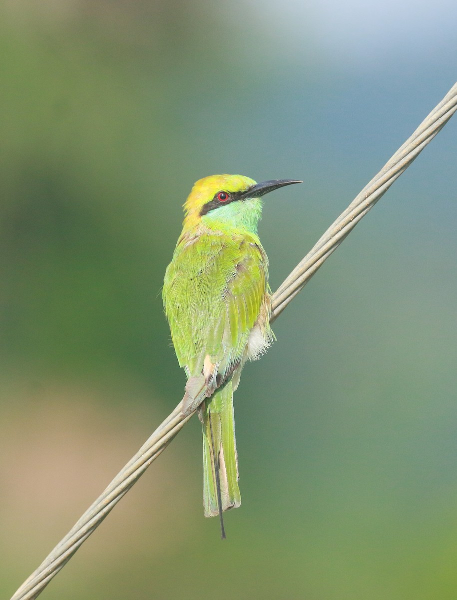 Asian Green Bee-eater - ML620554227