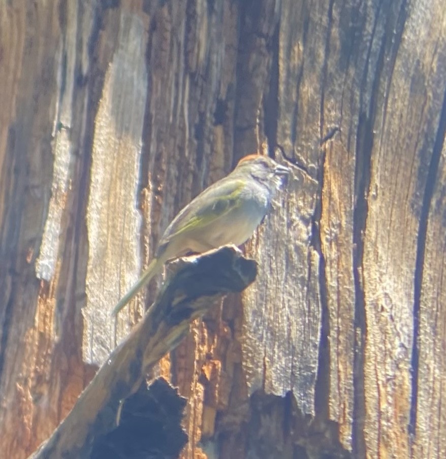 Green-tailed Towhee - Colby Merrill