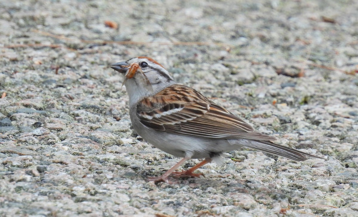 Chipping Sparrow - ML620554232