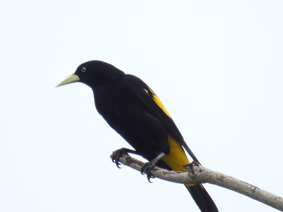 Yellow-rumped Cacique - ML620554244