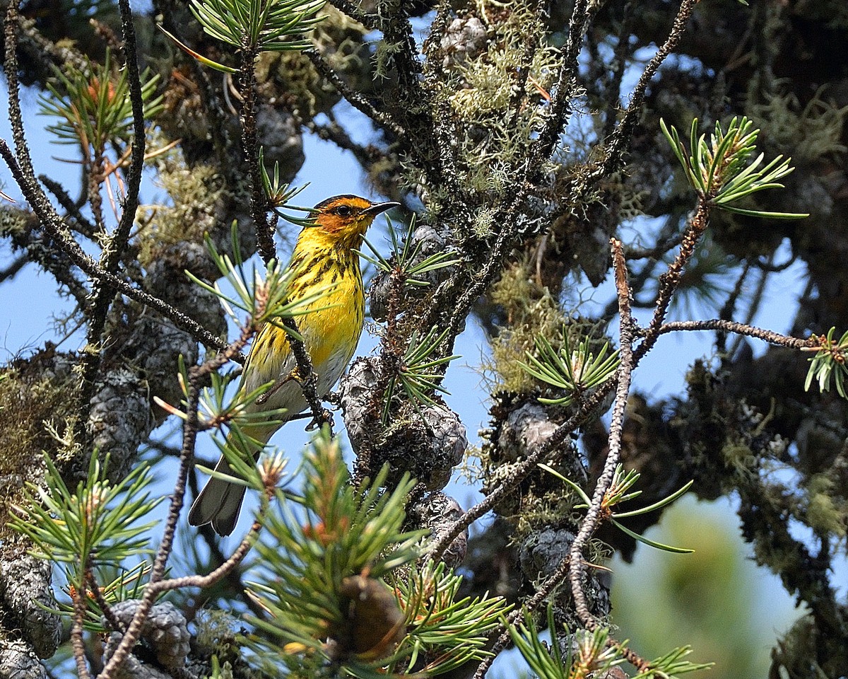 Cape May Warbler - ML620554245