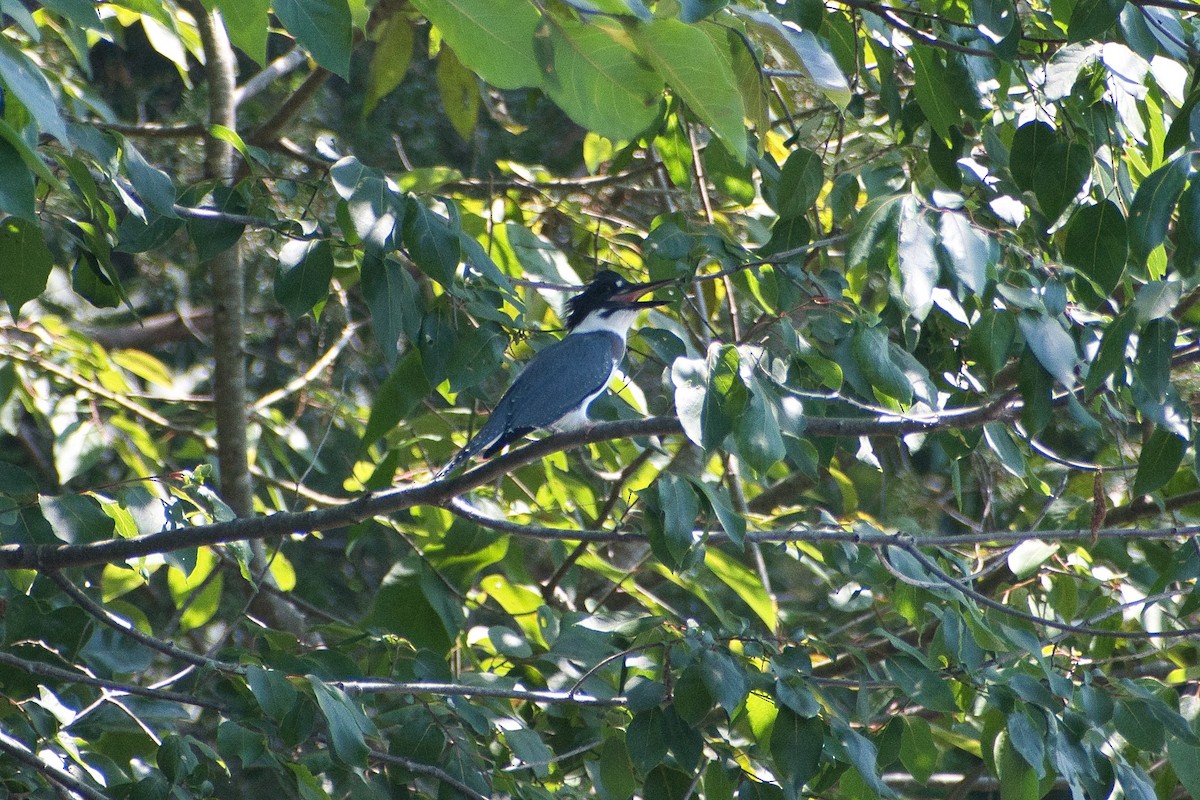 Belted Kingfisher - ML620554250