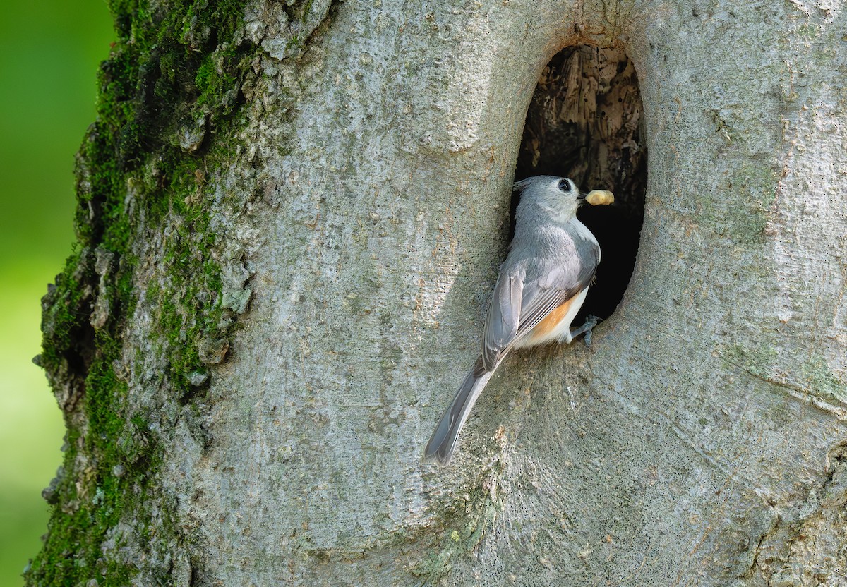 Tufted Titmouse - ML620554252