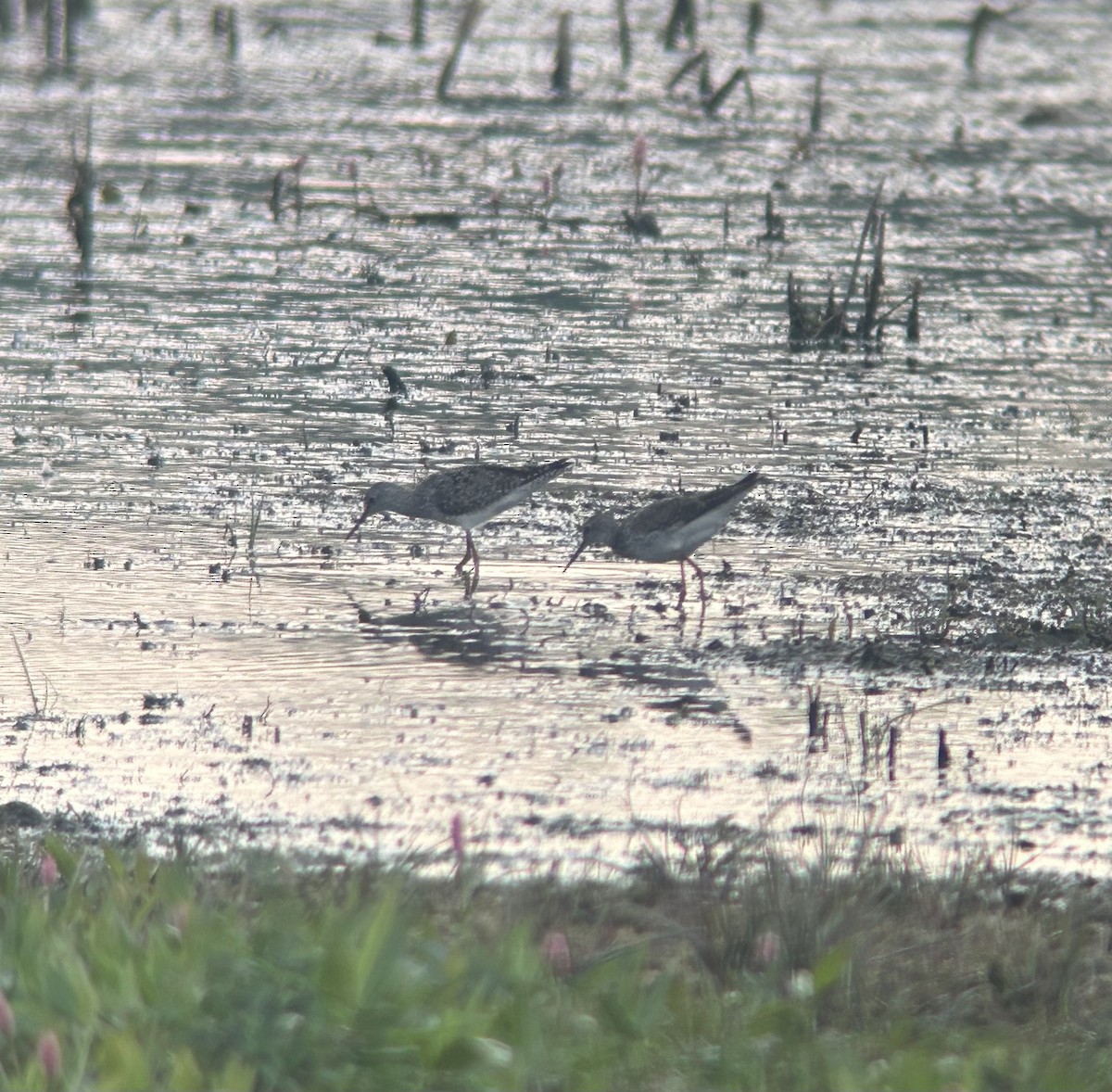 Lesser Yellowlegs - Justin Labadie