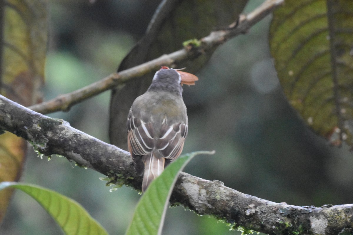 Social Flycatcher - ML620554262