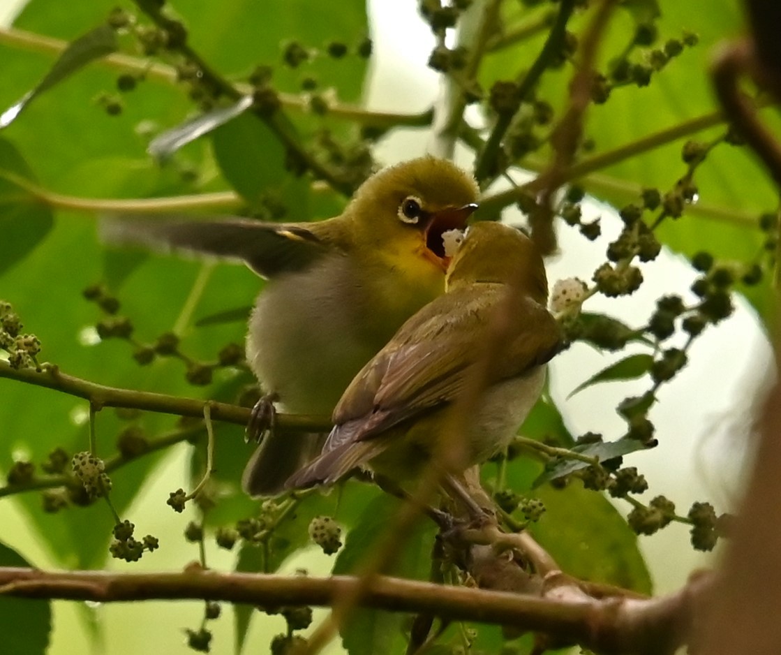 Swinhoe's White-eye - ML620554286