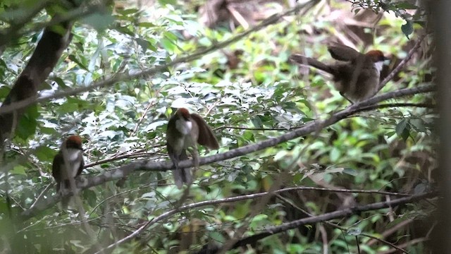 Rufous-crowned Laughingthrush - ML620554288