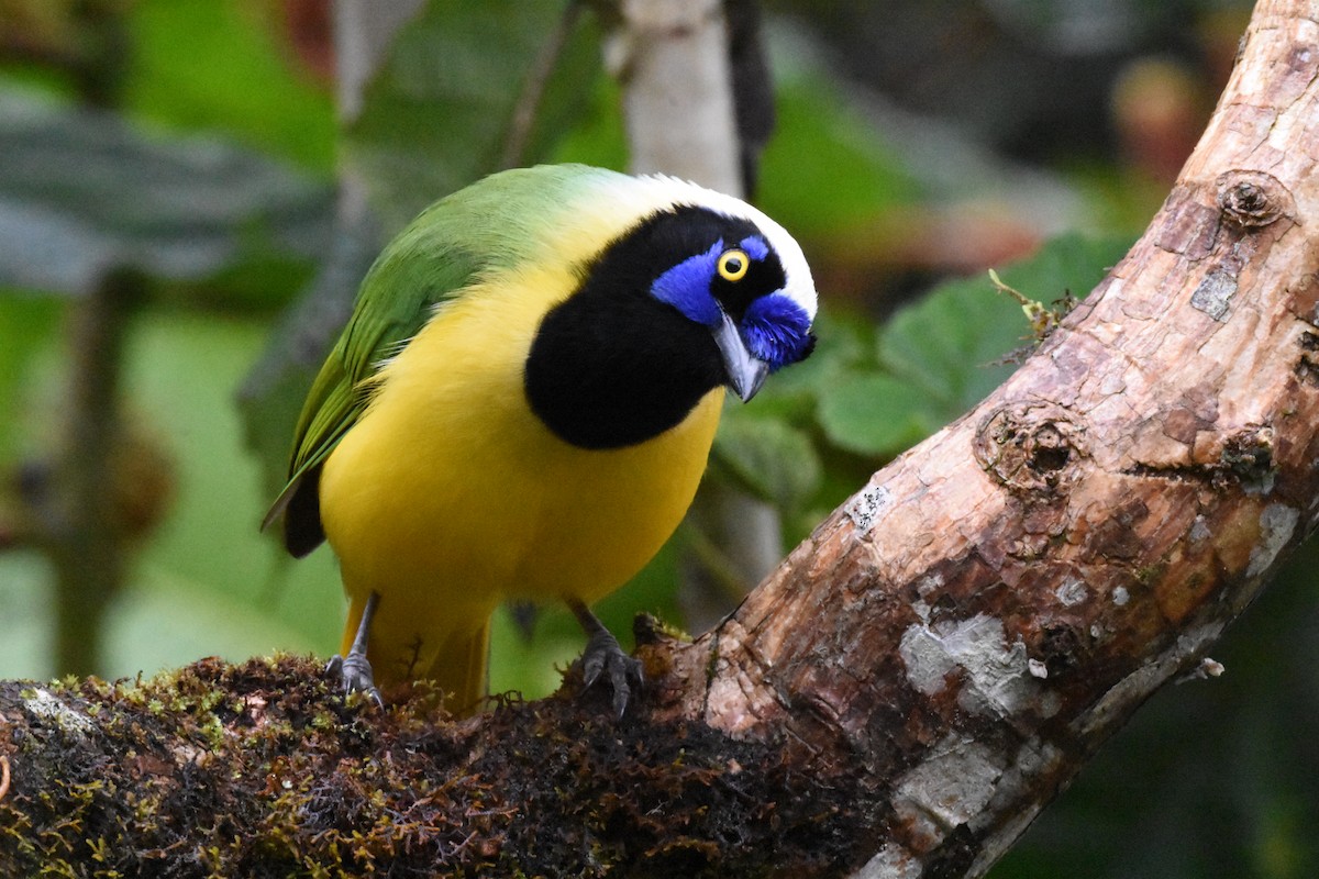 Green Jay - ML620554293