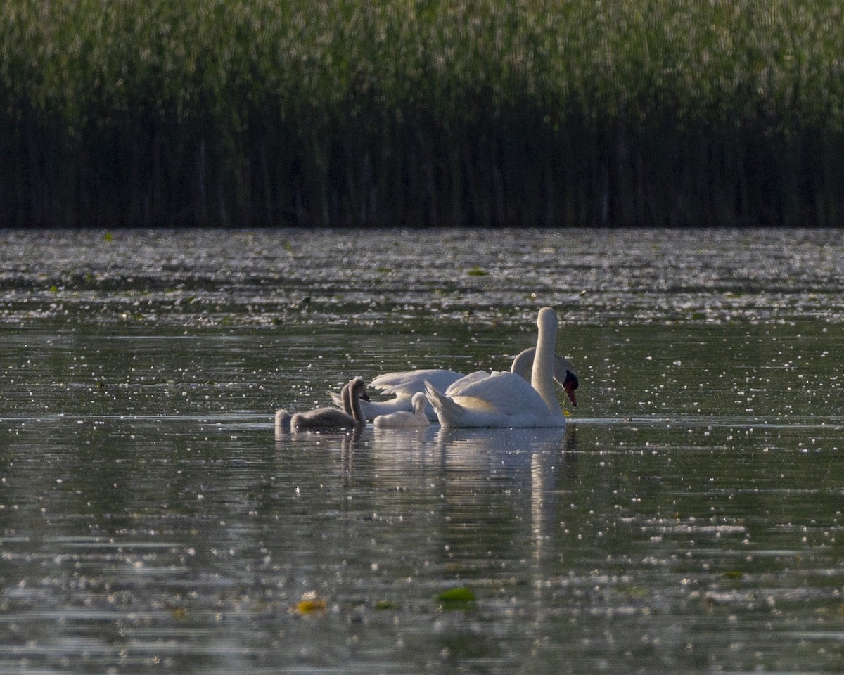 Cygne tuberculé - ML620554302