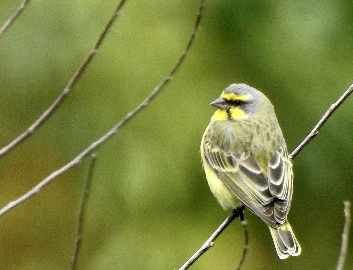 Yellow-fronted Canary - ML620554307