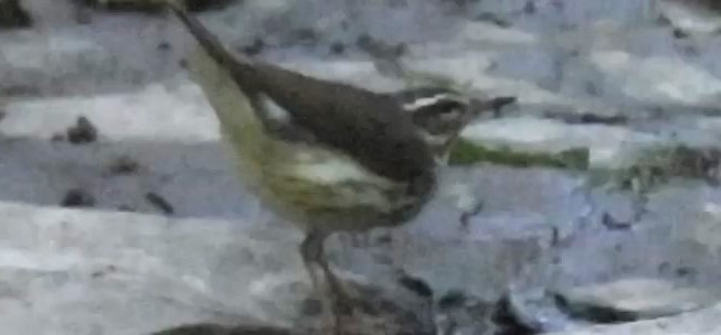 Louisiana Waterthrush - ML620554309