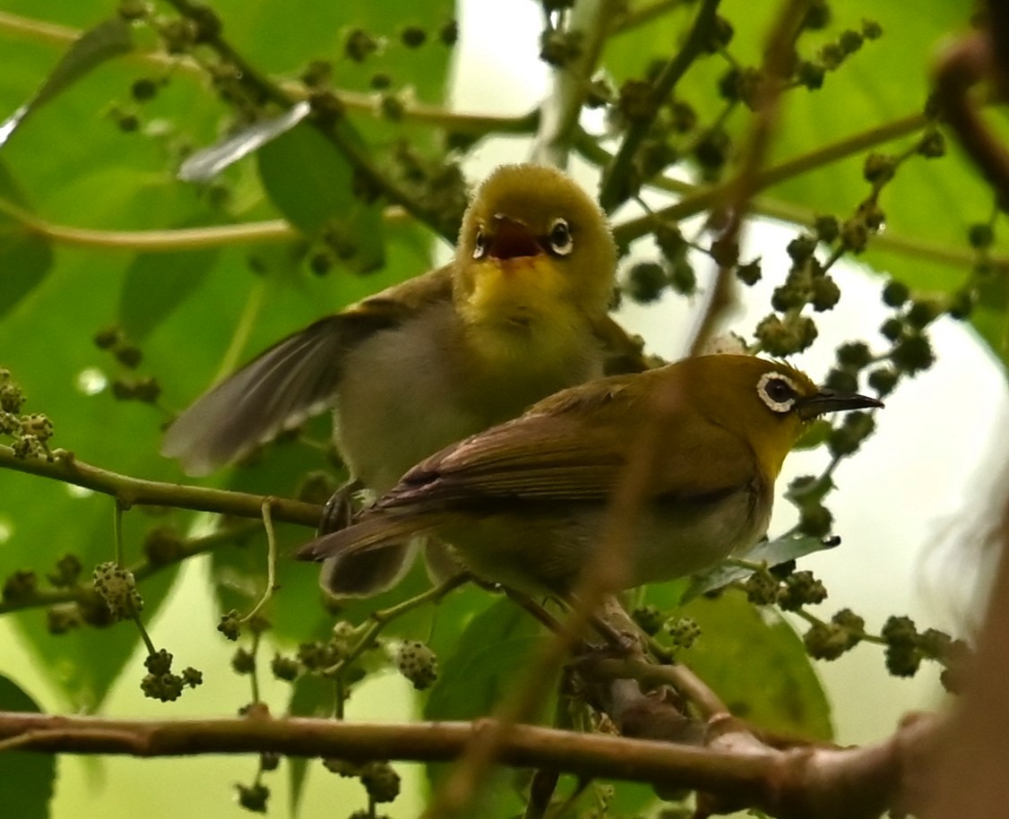 Swinhoe's White-eye - ML620554315