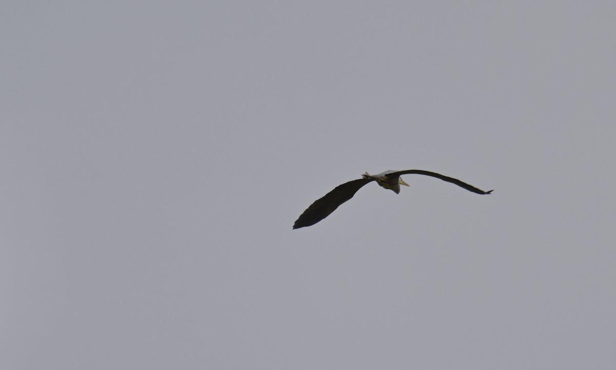 Great Blue Heron - Nui Moreland