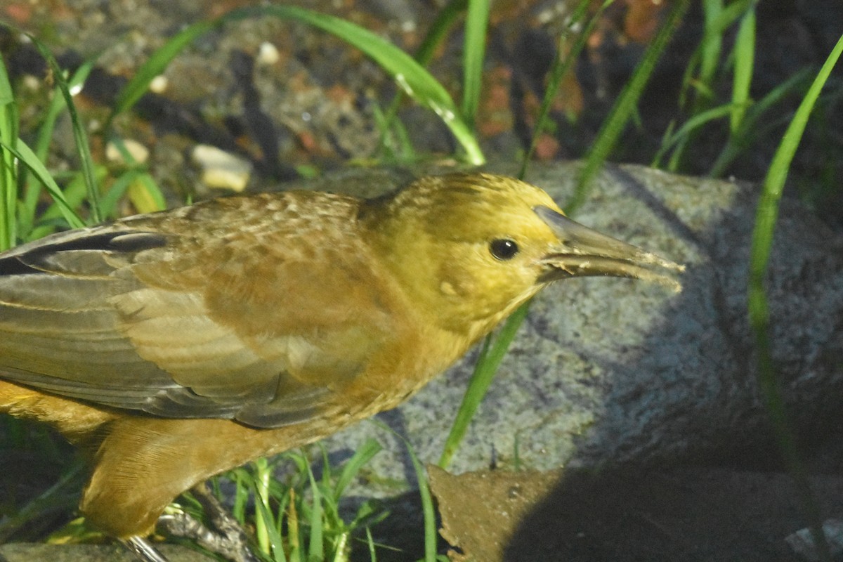 Russet-backed Oropendola - ML620554328