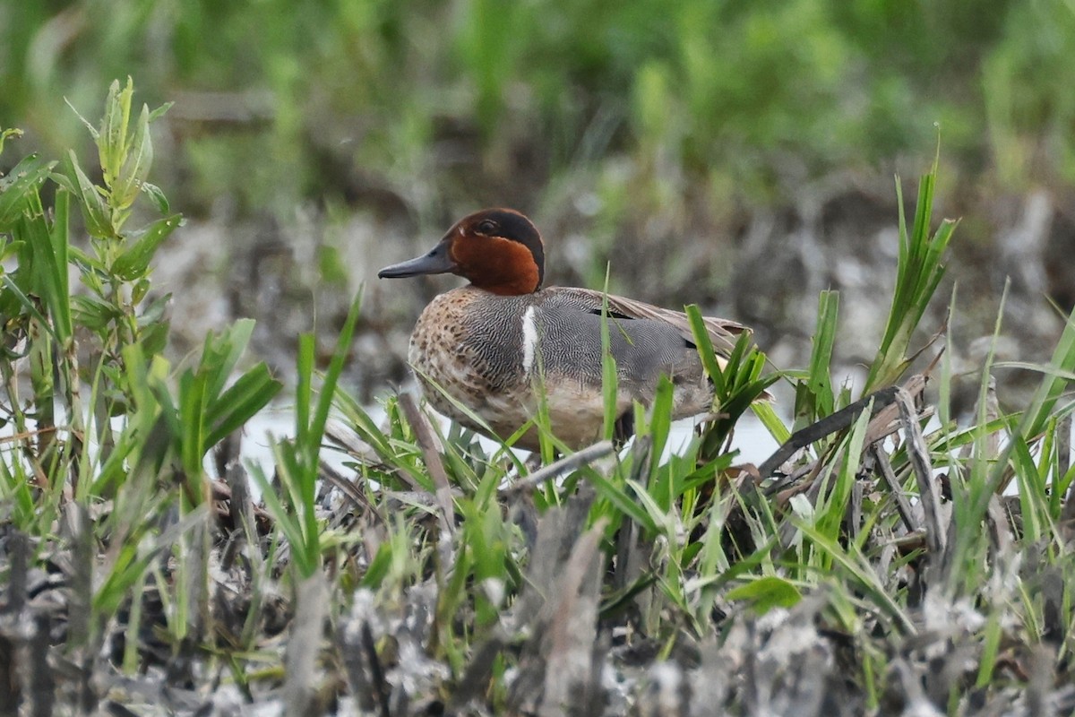 Green-winged Teal - ML620554330