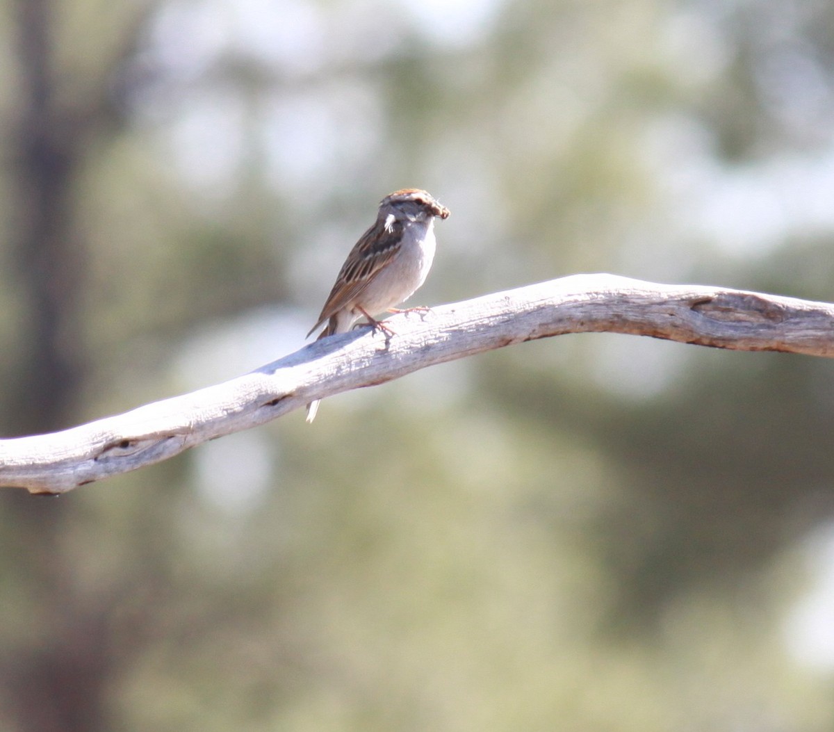 Chipping Sparrow - ML620554333