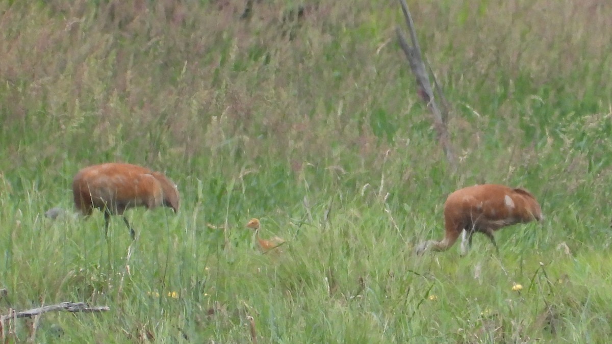 Sandhill Crane - ML620554343