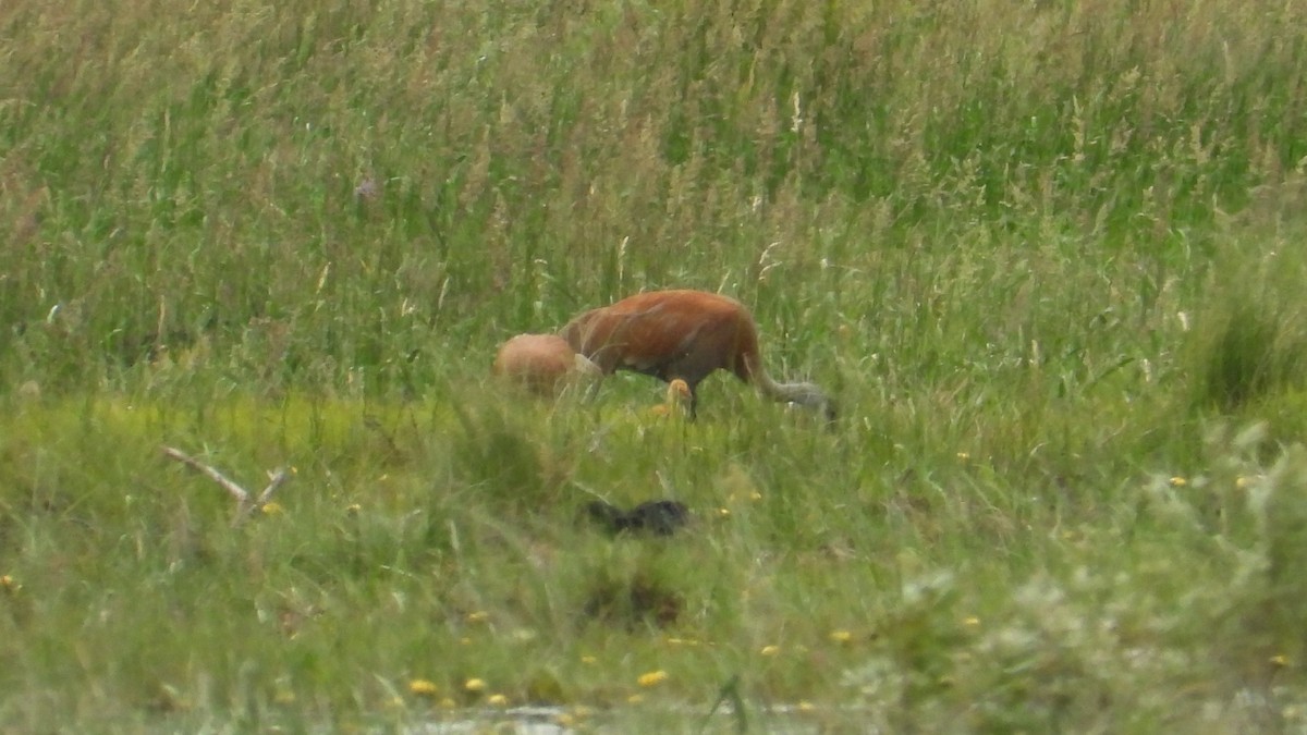 Sandhill Crane - ML620554347