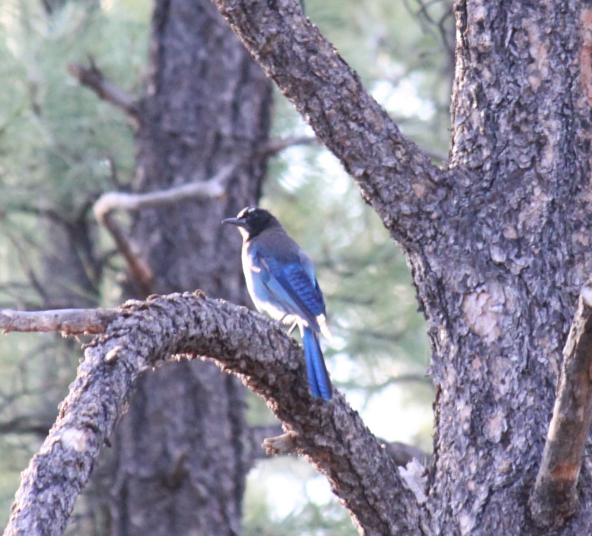 Steller's Jay - ML620554349