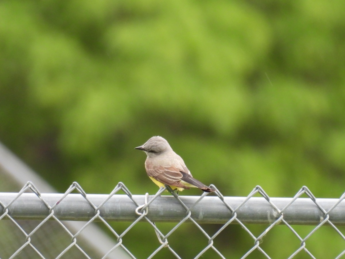 Western Kingbird - ML620554356