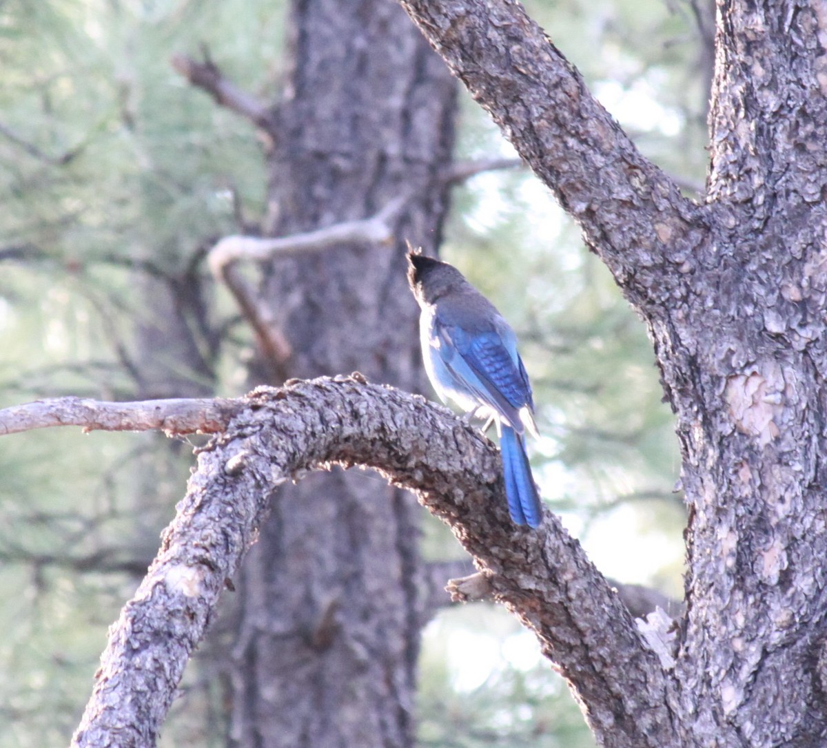 Steller's Jay - ML620554357