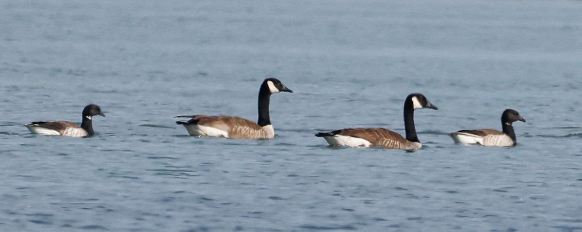 Brant - ML620554378