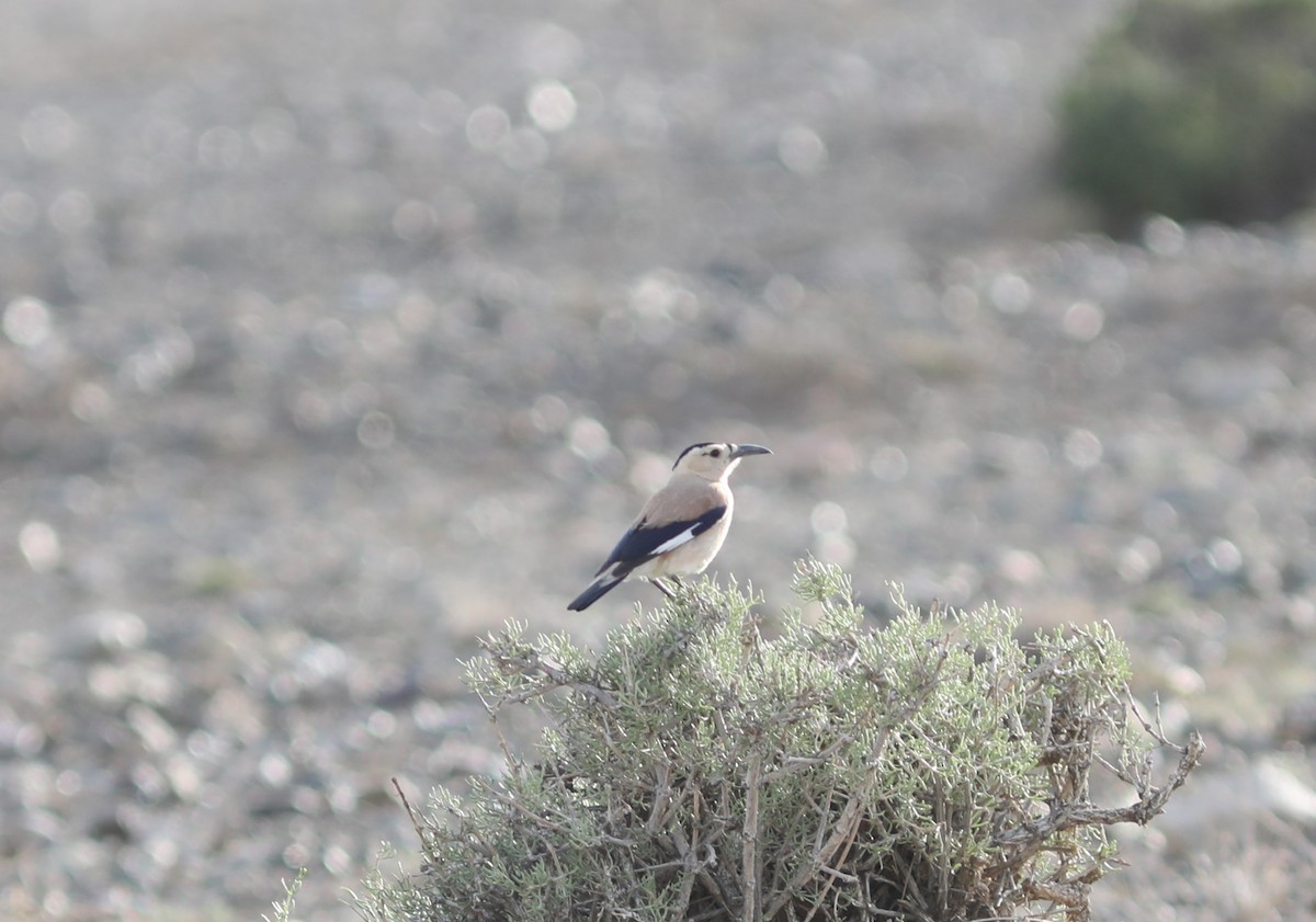 Mongolian Ground-Jay - ML620554382