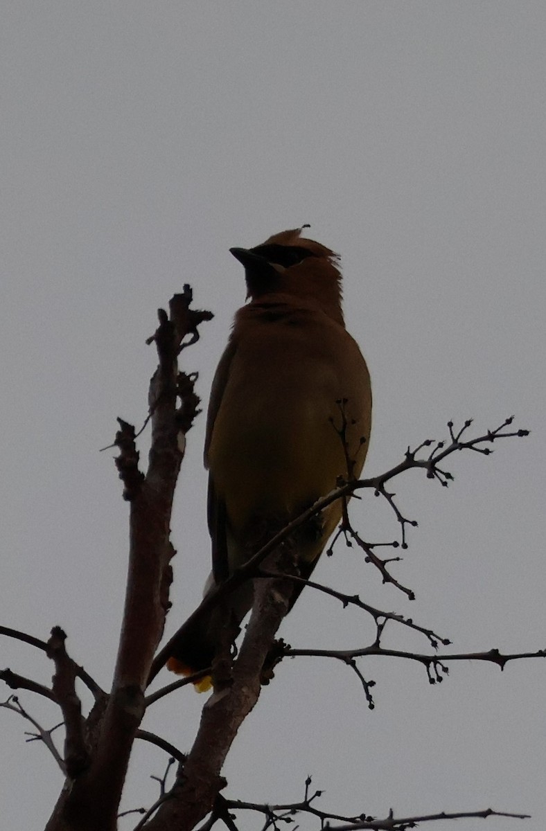 Cedar Waxwing - ML620554388