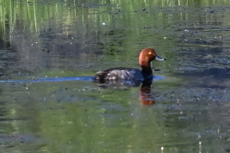 Redhead - Buck Lee