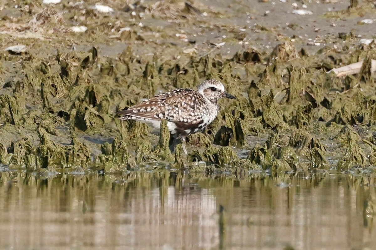 Black-bellied Plover - ML620554391