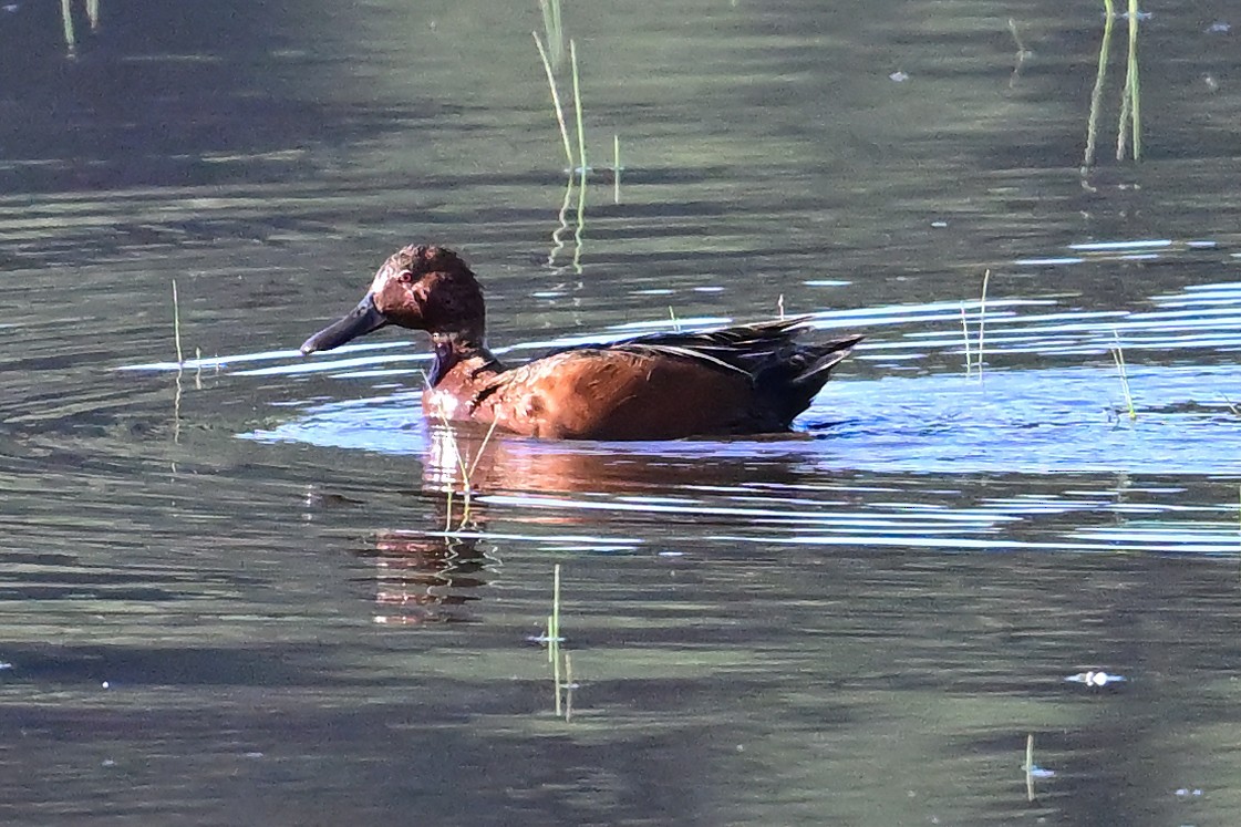 Cinnamon Teal - ML620554395