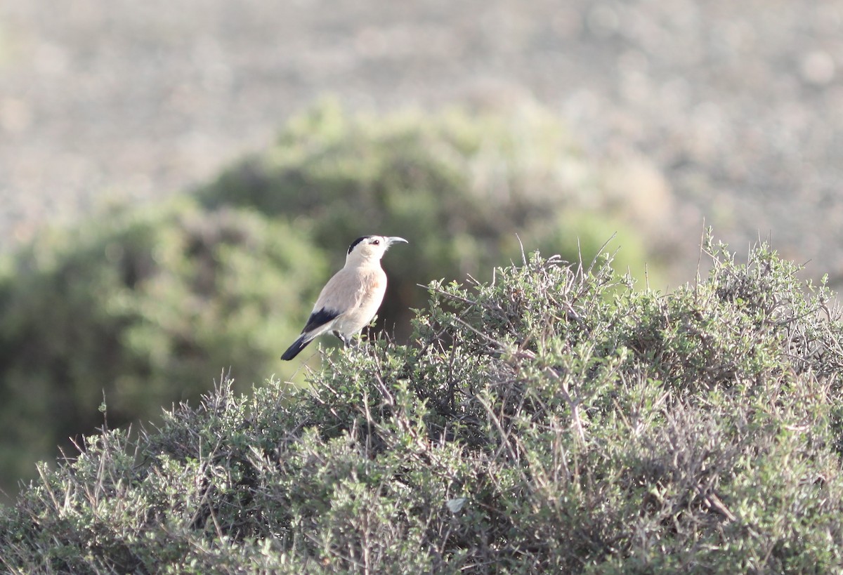 Mongolian Ground-Jay - ML620554400