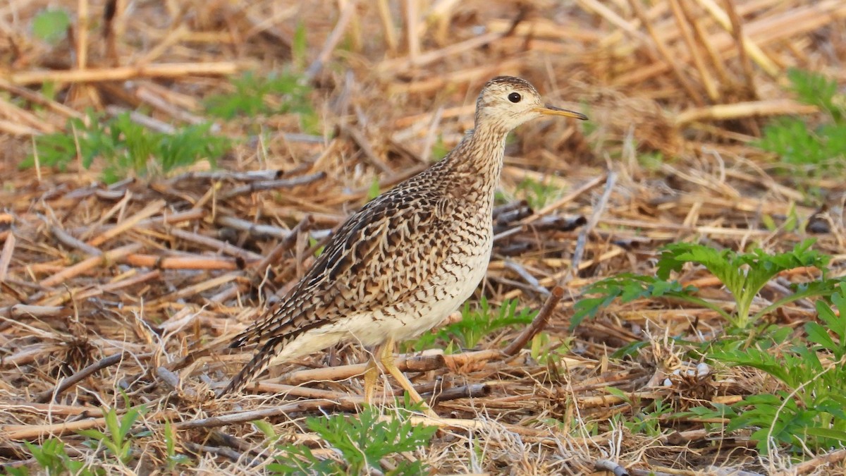 Upland Sandpiper - ML620554402