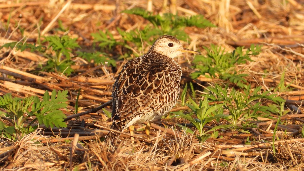 Upland Sandpiper - Dan J. MacNeal