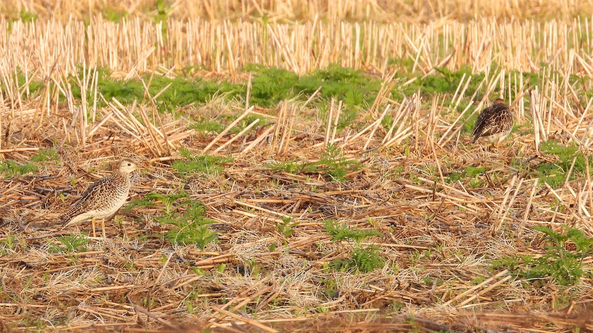 Upland Sandpiper - ML620554404